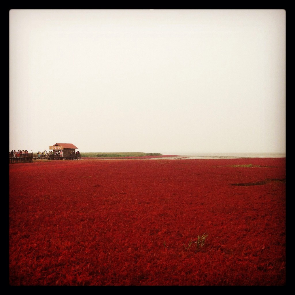Red Beach (红海滩, hong hai tan) in Panjin (盘锦), Liaoning.